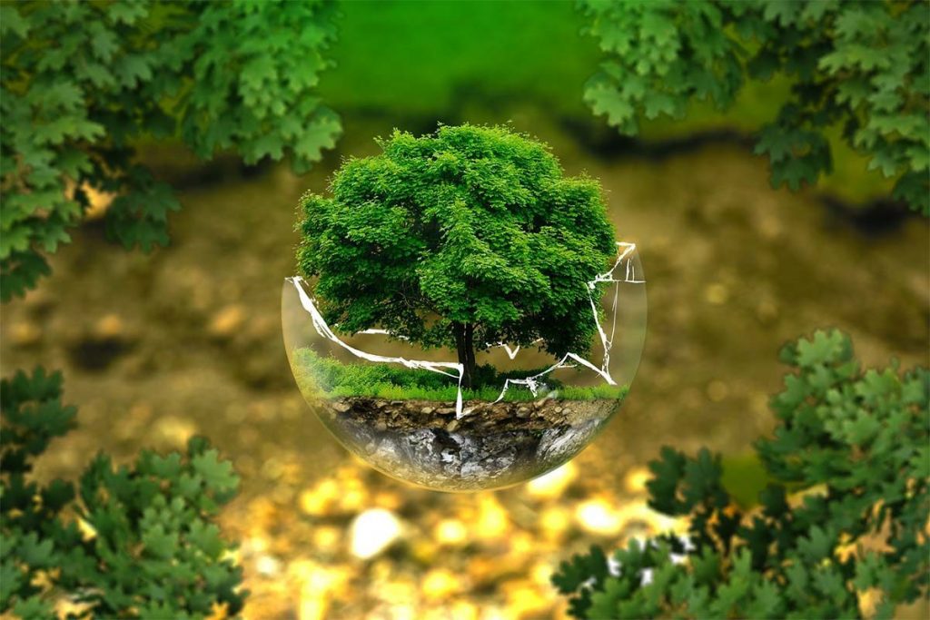 zielone drzewko w rozbitej szklanej kuli